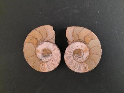 Fossile d’ammonite coupé en deux. Long. 7 cm 2