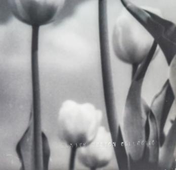 André de DIENES (d’après) - Marilyn aux tulipes, Tirage d’après un photomontage de 1949 2