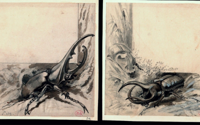 Hector Giacomelli 1822/1904, dessin à l’encre 2